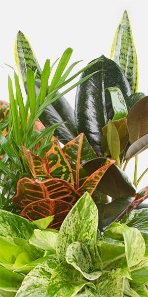 Florist Designed Green Plants – C - K Florist, Kenova WV