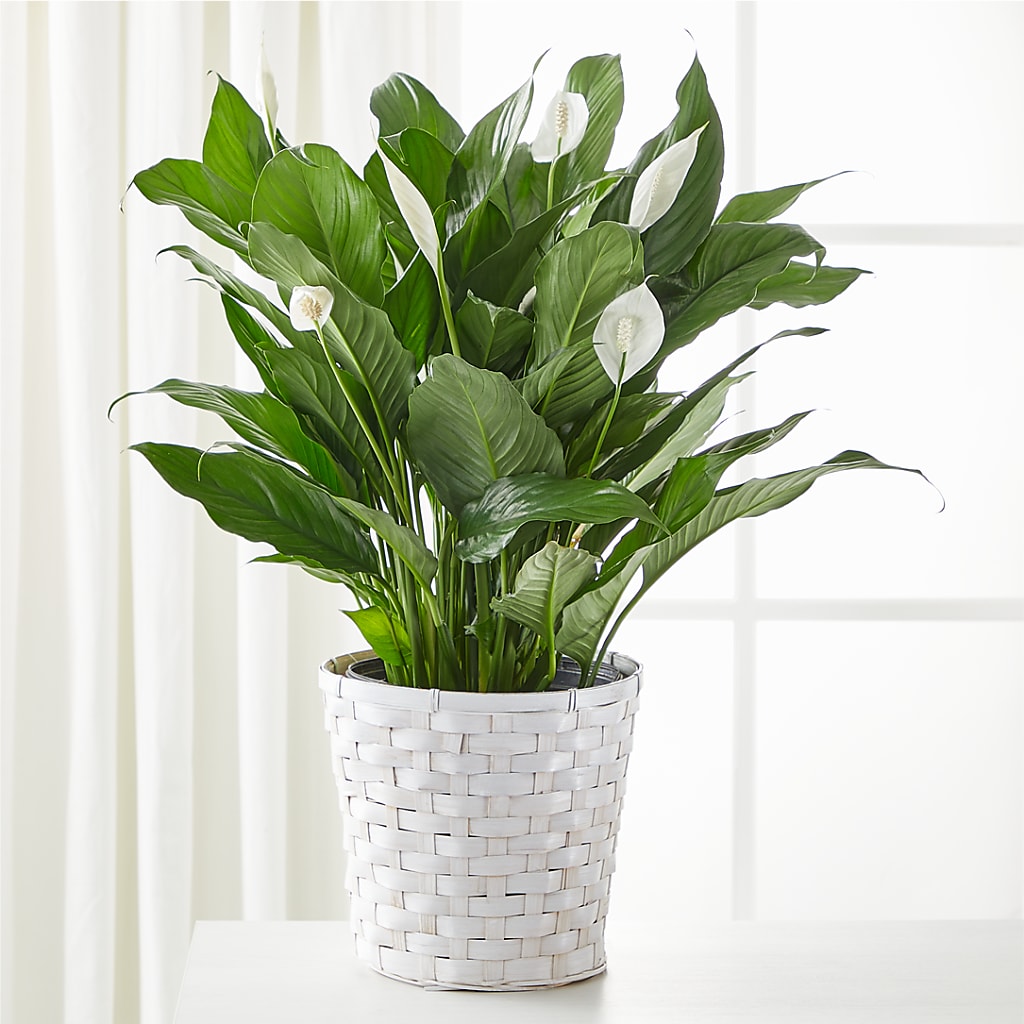 A New Leaf Peace Lily – C - K Florist, Kenova WV
