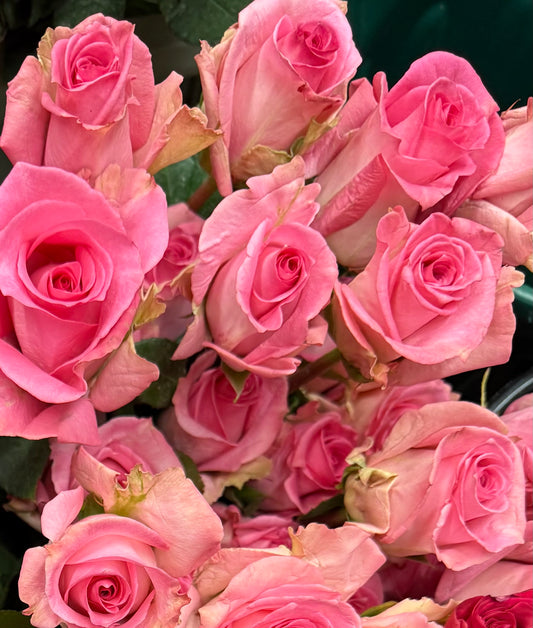 Dozen Pink Roses